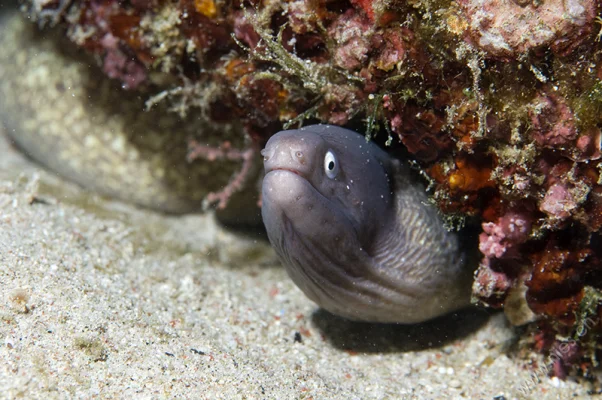 Moray Eel