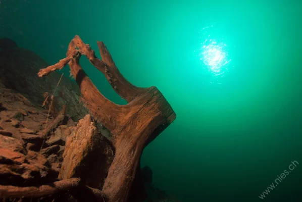 Tree stump with sun