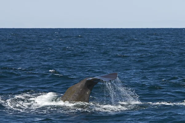 Sperm Whale