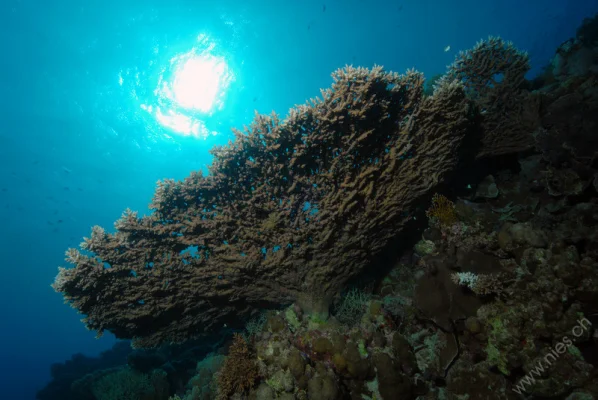 Table coral