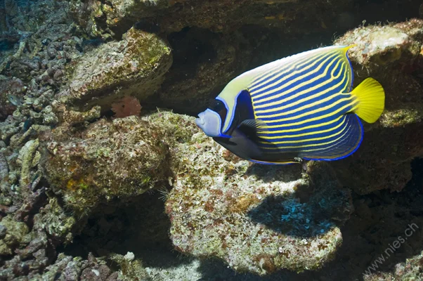 Emperor Angelfish