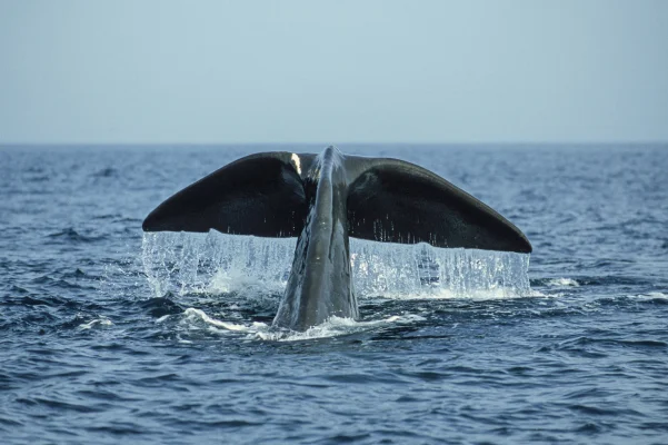 Sperm Whale