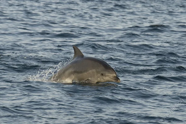 Bottlenose dolphin jumping