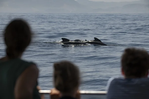 Common pilot whales