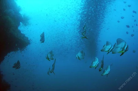 Bat fishes