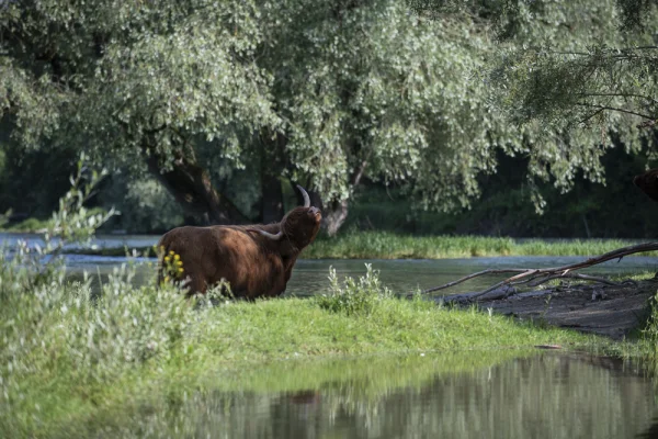 Highland Cow Scratching