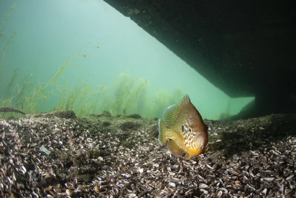 Sunfish