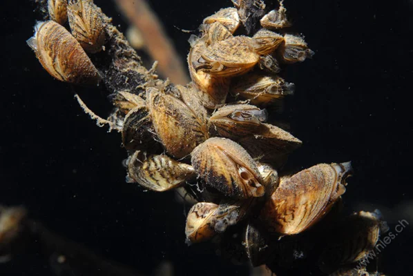 Zebra mussels