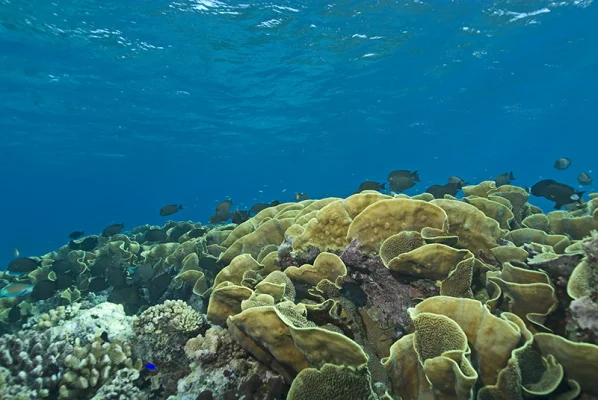 Yellow Scroll Coral with surgeon fish