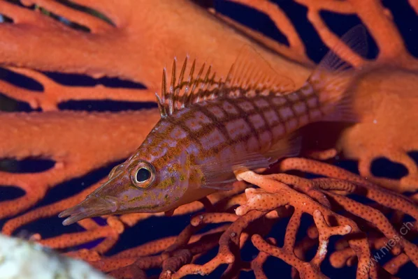 Longnose Hawkfish