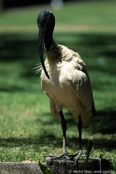 Ibis