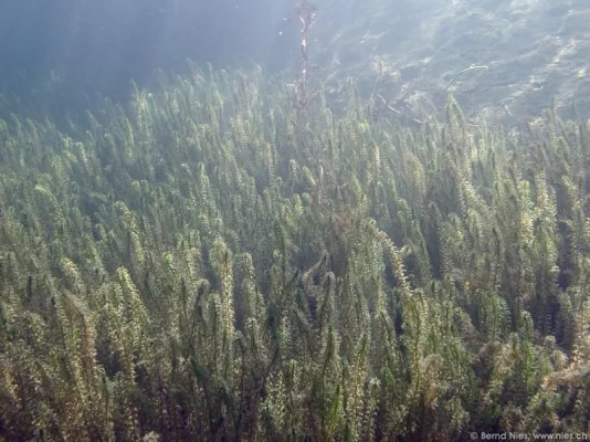 Underwater Plants