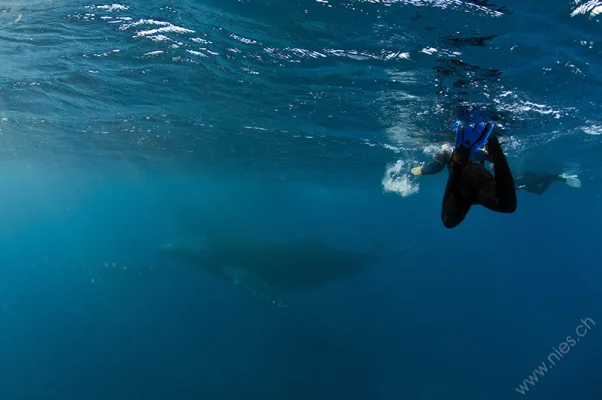 Humpback whales