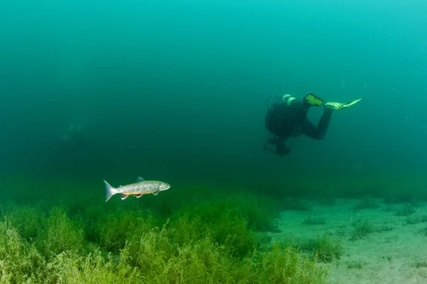 Trout with Diver