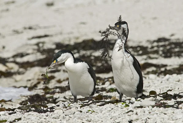 Cormorants