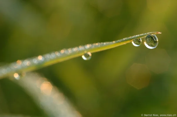 Dew Drop