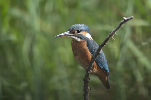 Eisvogel