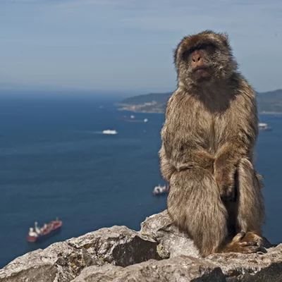 Monkey with panorama