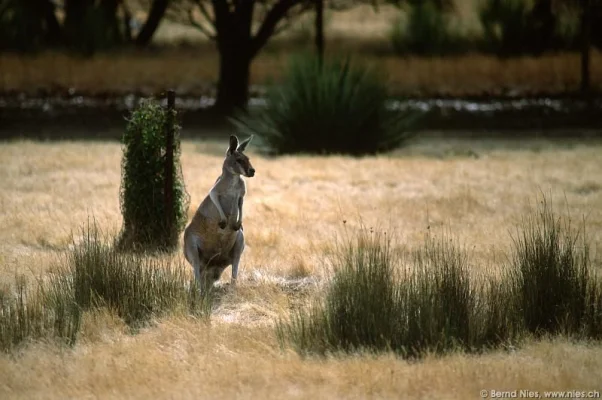 Kangaroo