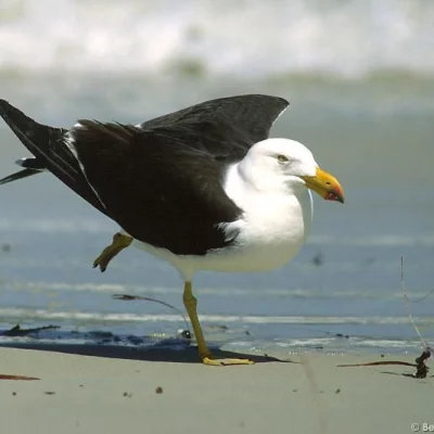 Yoga Seagull