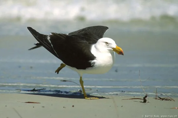 Yoga Seagull