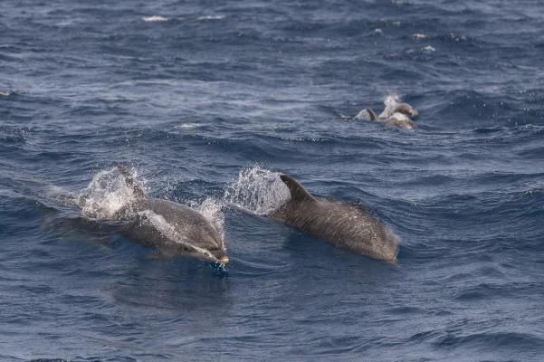 Bottlenose dolphins