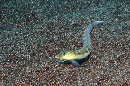 Sand Diver