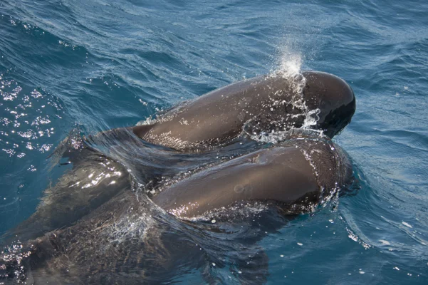 Two pilot whales