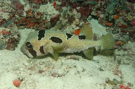 Masked porcupinefish