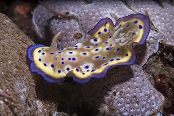 Nudibranch