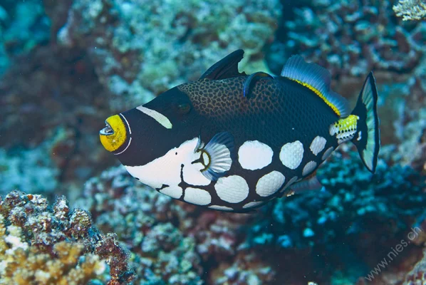 Clown Triggerfish