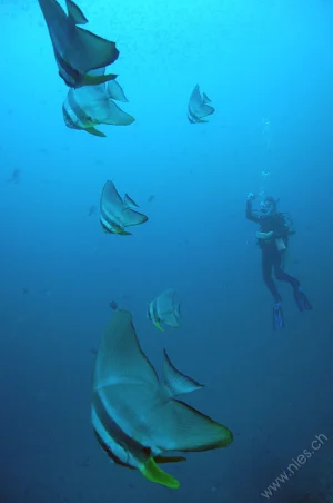 Bat fishes