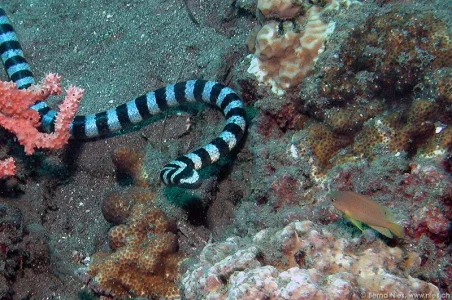 Sea Snake