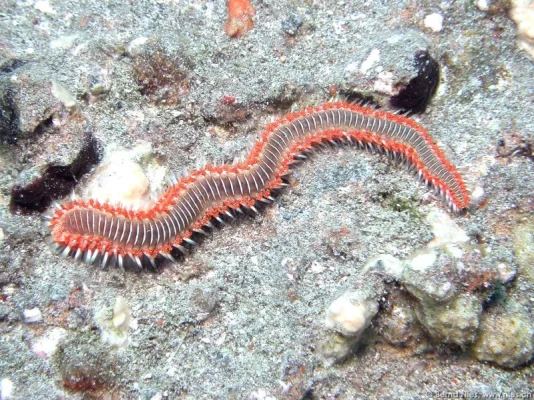 Fire Worm