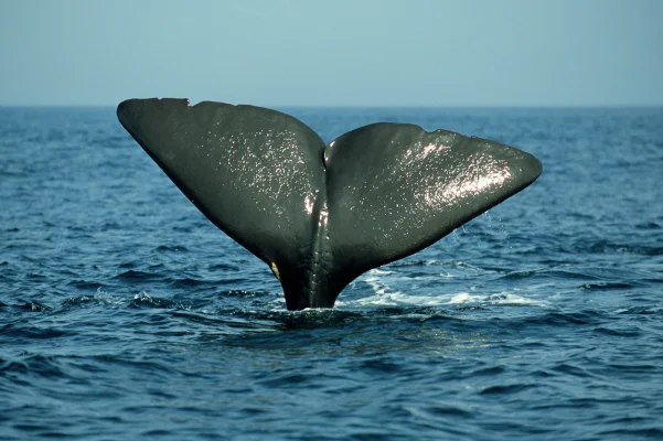 Sperm whale