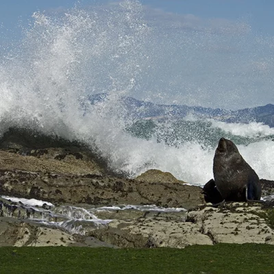 Sea lion with surf