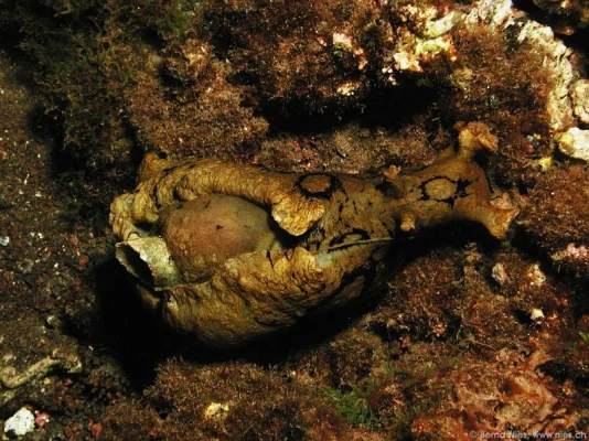 Sea Hare