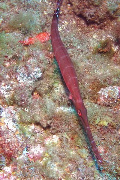 Trumpet Fish