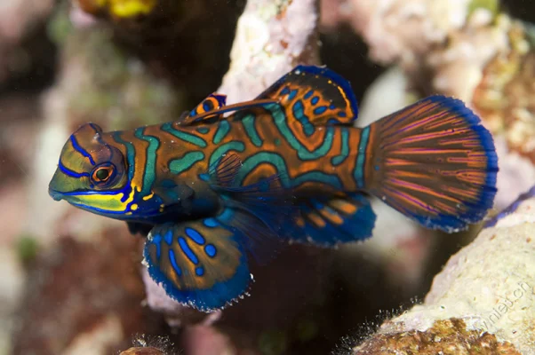 Mandarin Fish