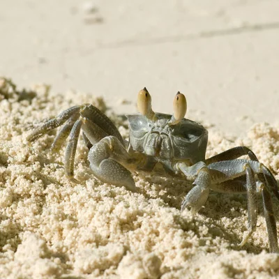 Beach crab 5