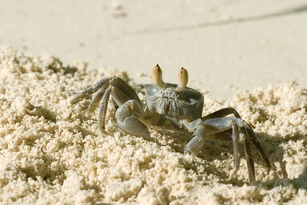 Beach crab 5