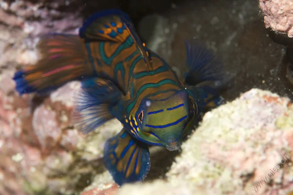 Mandarin Fish