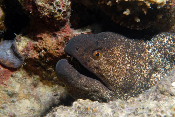 Moray Eel