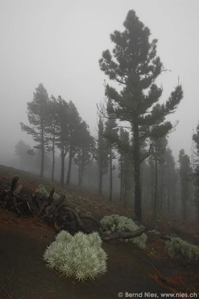 Bäume im Nebel