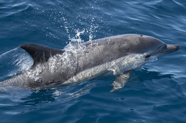 Common dolphin