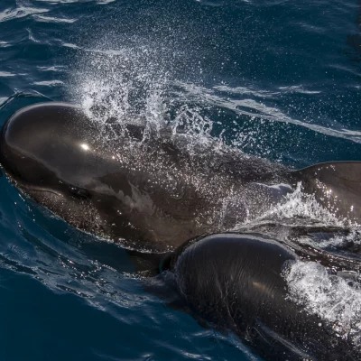 Two pilot whales catching their breath