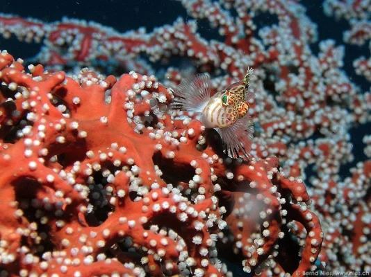 Dwarf Hawkfish