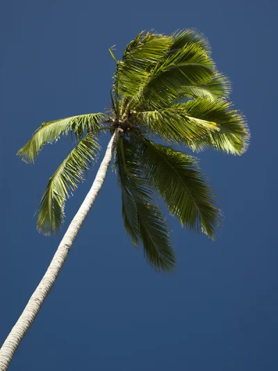 Palm