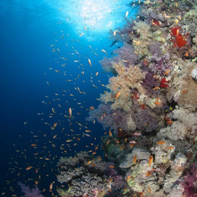Korallenriff Fahnenbarschen