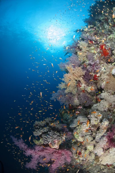 Coral Reef with Anthias